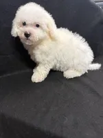 Sugar, a female Bichon Frise for sale in Vidalia, GA – Photo 5 of 5