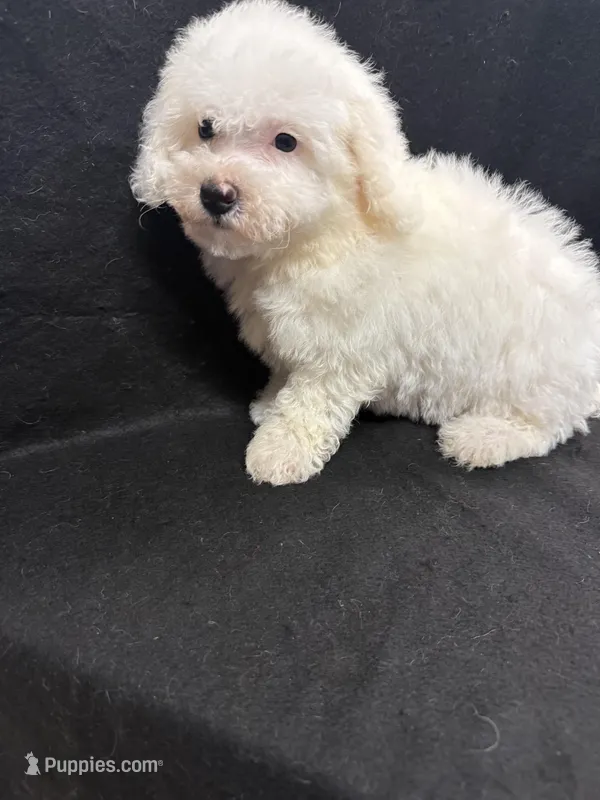 Sugar, a female Bichon Frise for sale in Vidalia, GA – Photo 1 of 5