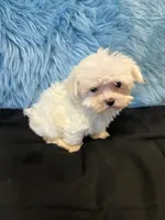 Tiny Jase, a male Maltese for sale in Vidalia, GA – 1 of 3