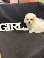 Lily , a female Maltipoo for sale in Vidalia, GA – Photo 1 of 2