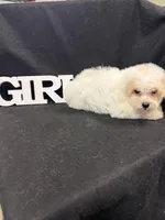 Lily , a female Maltipoo for sale in Vidalia, GA – Photo 2 of 2