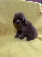 Wildfire, a male Poodle - Toy  for sale in Vidalia, GA – Photo 1 of 3