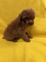 Wildfire, a male Poodle - Toy  for sale in Vidalia, GA – Photo 3 of 3