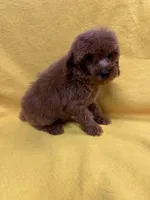 Wildfire, a male Poodle - Toy  for sale in Vidalia, GA – Photo 2 of 3