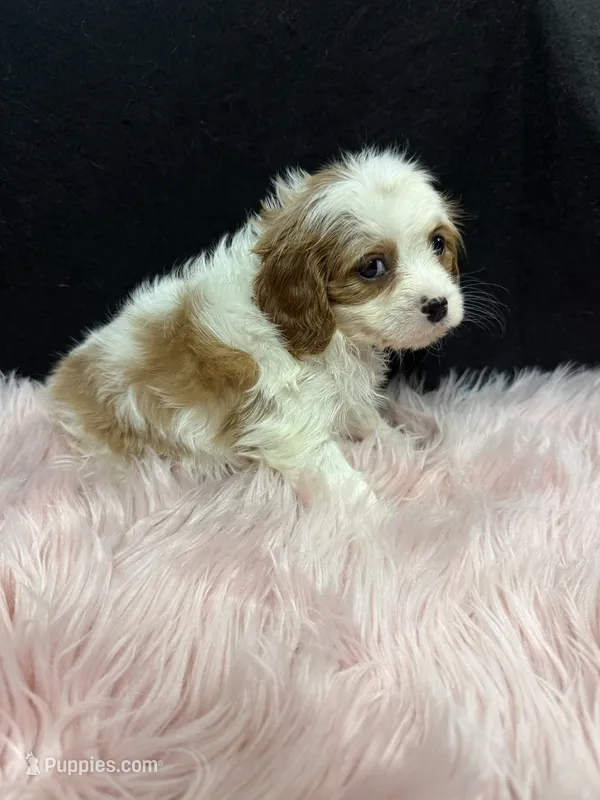 Della – Cavalier King Charles Spaniel puppy for sale in Vidalia, GA