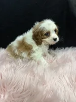 Della, a female Cavalier King Charles Spaniel for sale in Vidalia, GA – 1 of 4