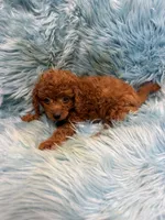 Jase, a male Cavapoo for sale in Vidalia, GA – Photo 1 of 2