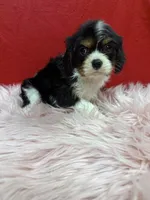 KeKe, a female Cavalier King Charles Spaniel for sale in Vidalia, GA – 3 of 4