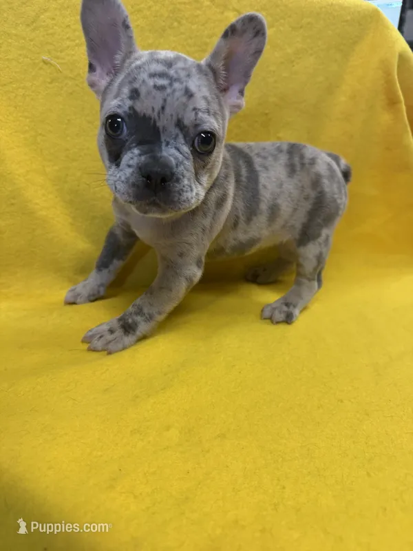 Brody – French Bulldog puppy for sale in Vidalia, GA
