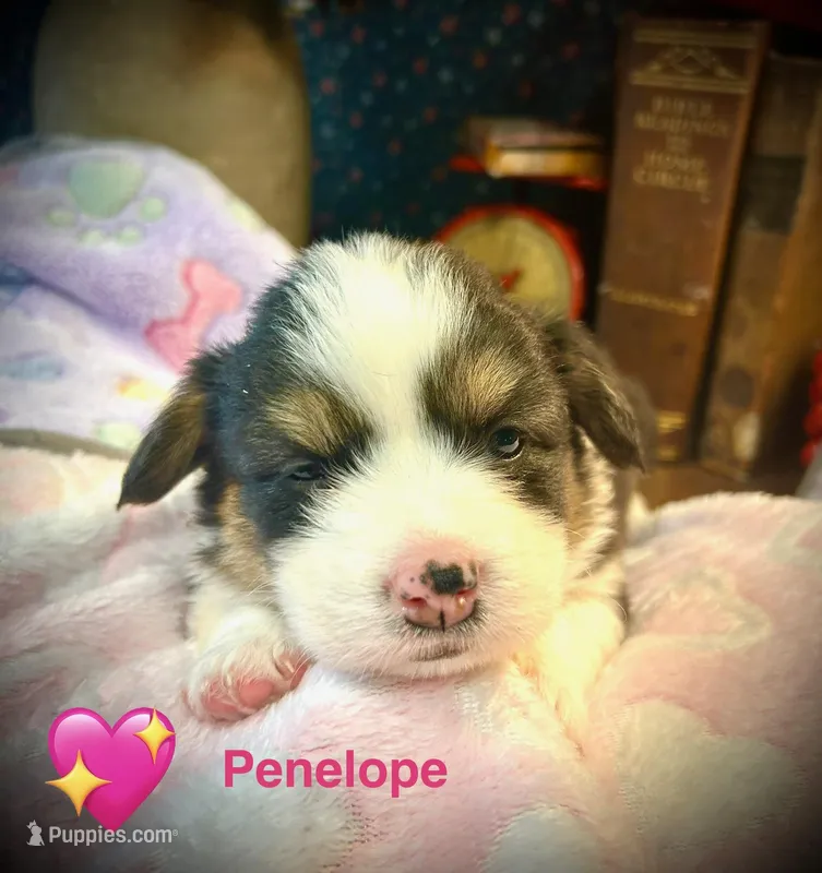 Penelope  – Pembroke Welsh Corgi puppy for sale in Vonore, TN