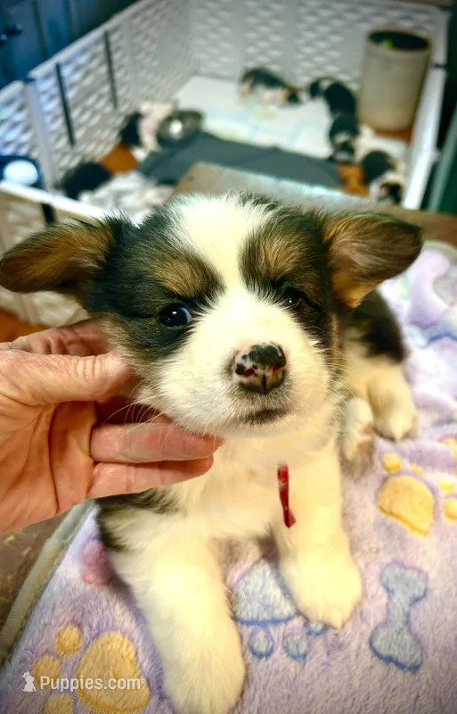 Penelope  – Pembroke Welsh Corgi puppy for sale in Vonore, TN