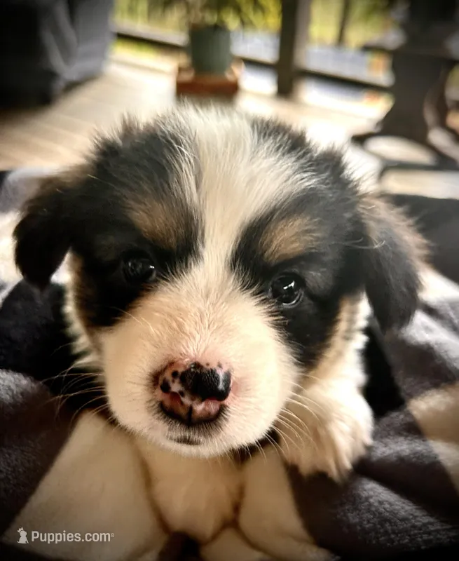 Penelope  – Pembroke Welsh Corgi puppy for sale in Vonore, TN