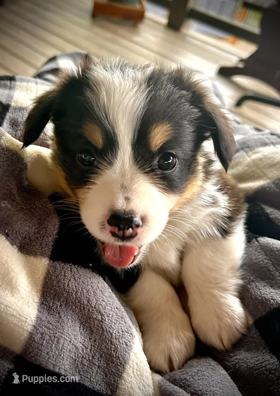 Benedict  – Pembroke Welsh Corgi puppy for sale in Vonore, TN