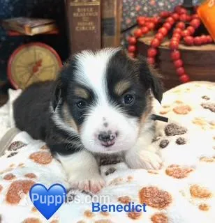 Benedict  – Pembroke Welsh Corgi puppy for sale in Vonore, TN