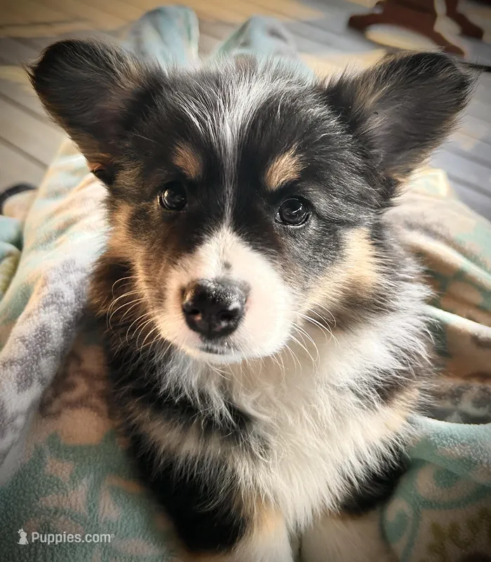 Eloise – Pembroke Welsh Corgi puppy on hold in Vonore, TN