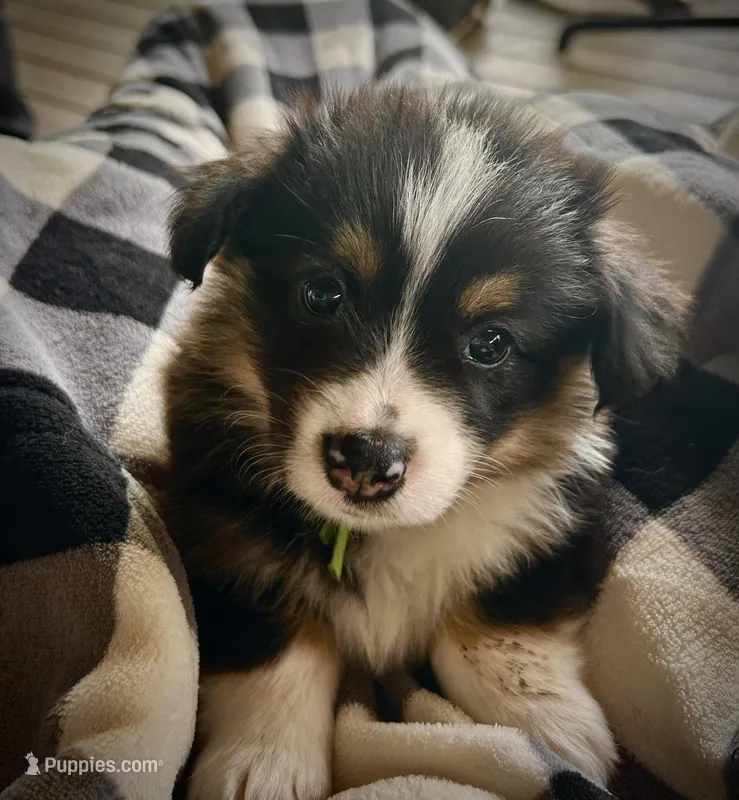 Eloise – Pembroke Welsh Corgi puppy for sale in Vonore, TN