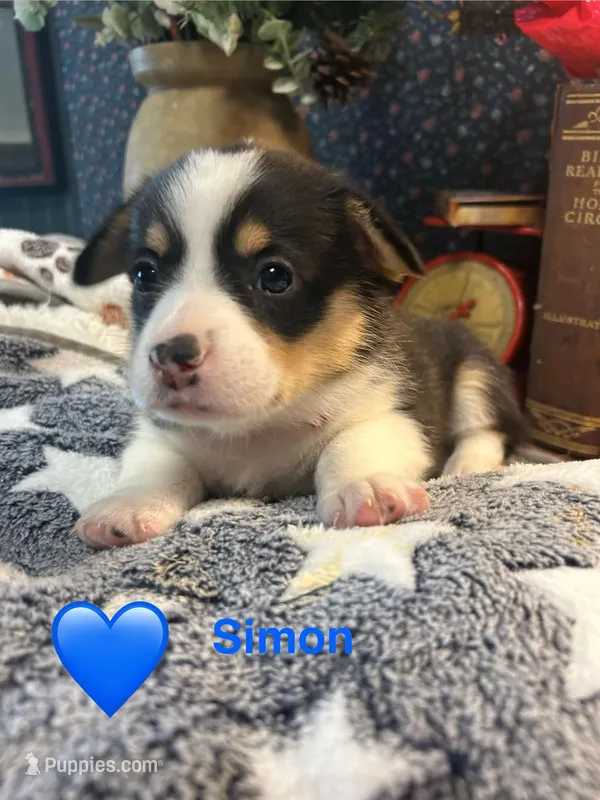 Simon – Pembroke Welsh Corgi puppy for sale in Vonore, TN