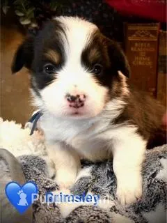 Brimsley – Pembroke Welsh Corgi puppy for sale in Vonore, TN