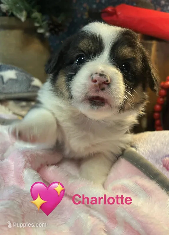 Charlotte  – Pembroke Welsh Corgi puppy for sale in Vonore, TN