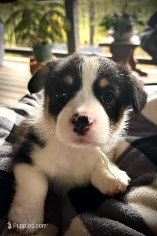 Charlotte  – Pembroke Welsh Corgi puppy for sale in Vonore, TN