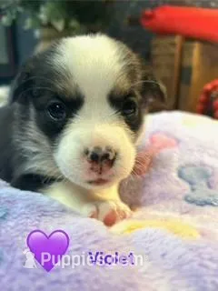 Violet  – Pembroke Welsh Corgi puppy for sale in Vonore, TN