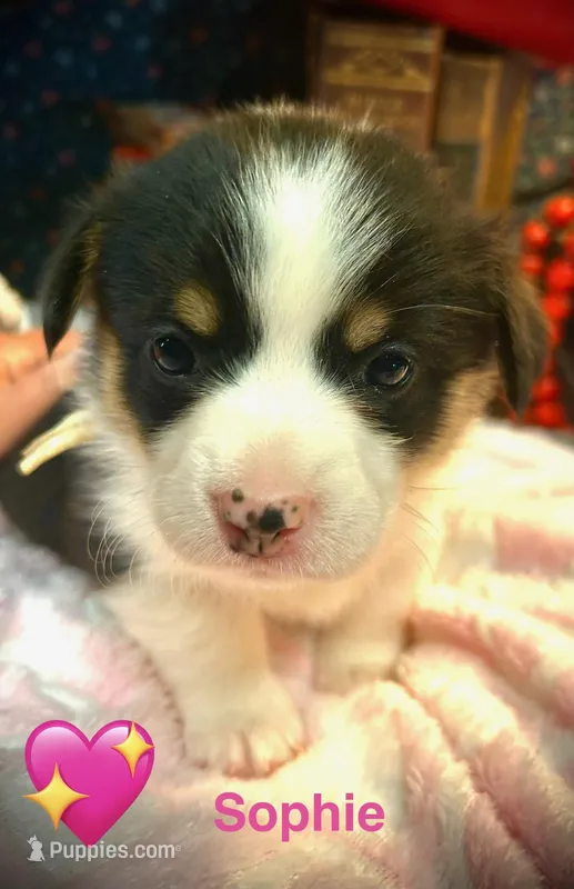 Sophie  – Pembroke Welsh Corgi puppy for sale in Vonore, TN
