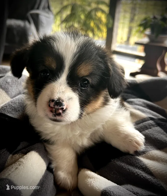Sophie  – Pembroke Welsh Corgi puppy for sale in Vonore, TN