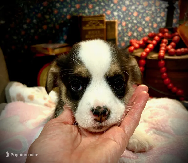 Violet  – Pembroke Welsh Corgi puppy on hold in Vonore, TN