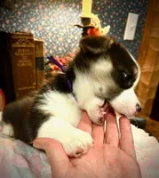 Violet , a female Pembroke Welsh Corgi for sale in Vonore, TN – Photo 2 of 3