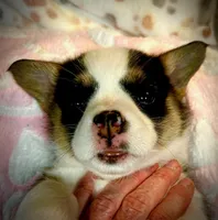 Violet , a female Pembroke Welsh Corgi for sale in Vonore, TN – Photo 3 of 3