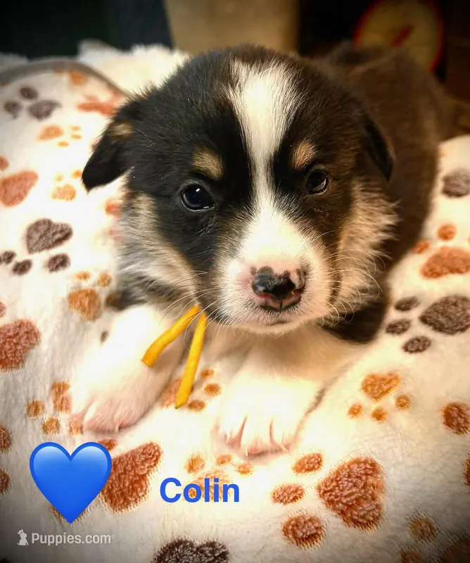 Colin – Pembroke Welsh Corgi puppy for sale in Vonore, TN