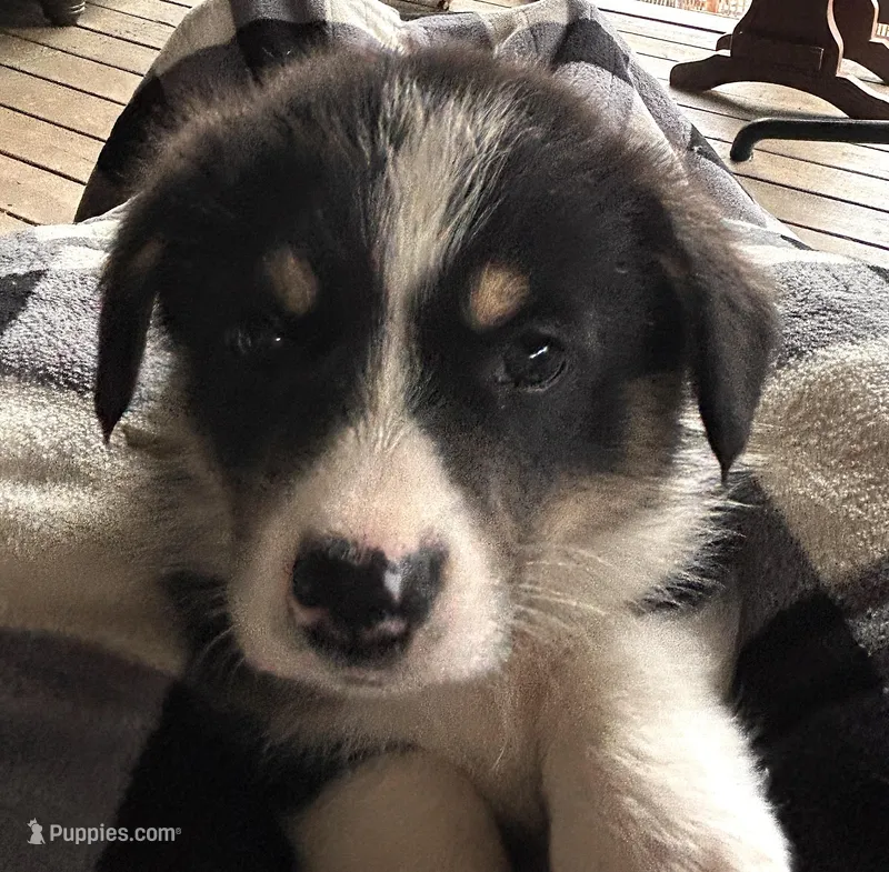 Colin – Pembroke Welsh Corgi puppy for sale in Vonore, TN