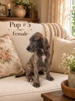 Brindella , a female Great Dane for sale in Springfield, MA – 1 of 1