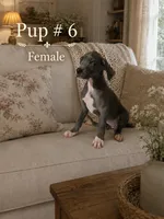 Missy, a female Great Dane for sale in Springfield, MA – 1 of 1