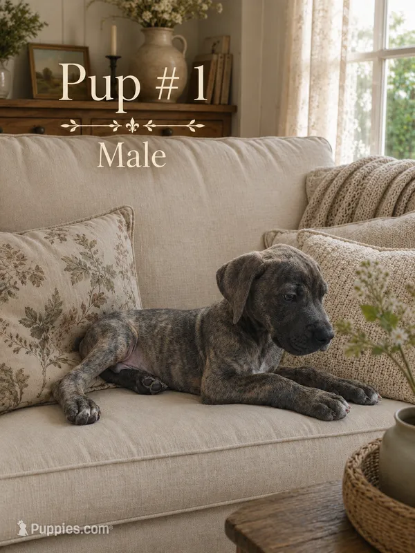 Brin – Great Dane puppy for sale in Springfield, MA