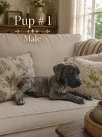 Brin, a male Great Dane for sale in Springfield, MA – 1 of 1