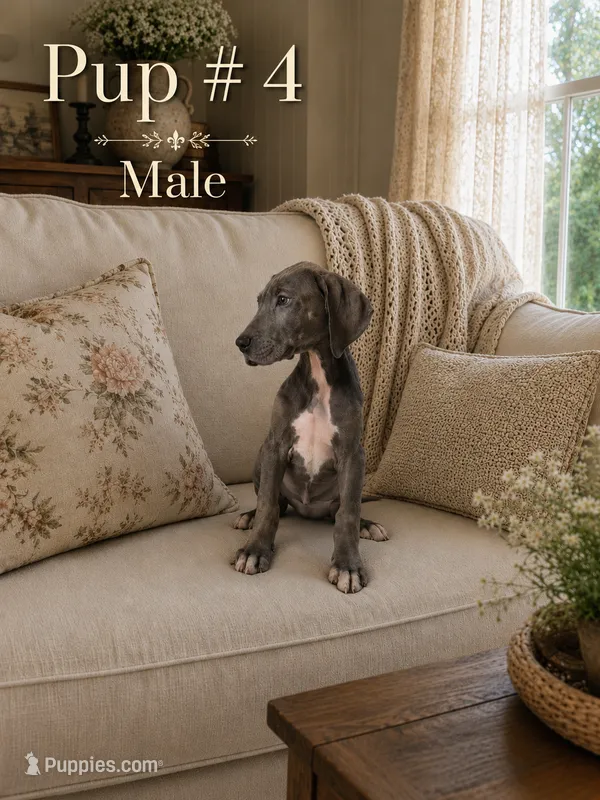 Mister Paws – Great Dane puppy for sale in Springfield, MA