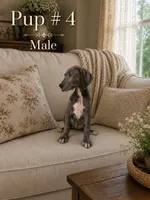 Mister Paws, a male Great Dane for sale in Springfield, MA – 1 of 1