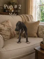 Barkley, a male Great Dane for sale in Springfield, MA – 1 of 1