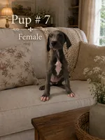 Winnie, a female Great Dane for sale in Springfield, MA – 1 of 1
