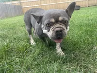 Bella, a female French Bulldog for sale in Springfield, MO – 7 of 7