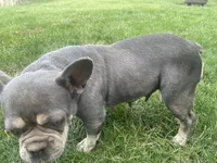 Bella, a female French Bulldog for sale in Springfield, MO – 5 of 7