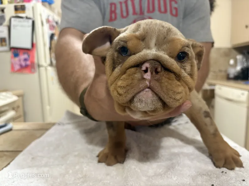 Medussa  – English Bulldog puppy for sale in Springfield, MO