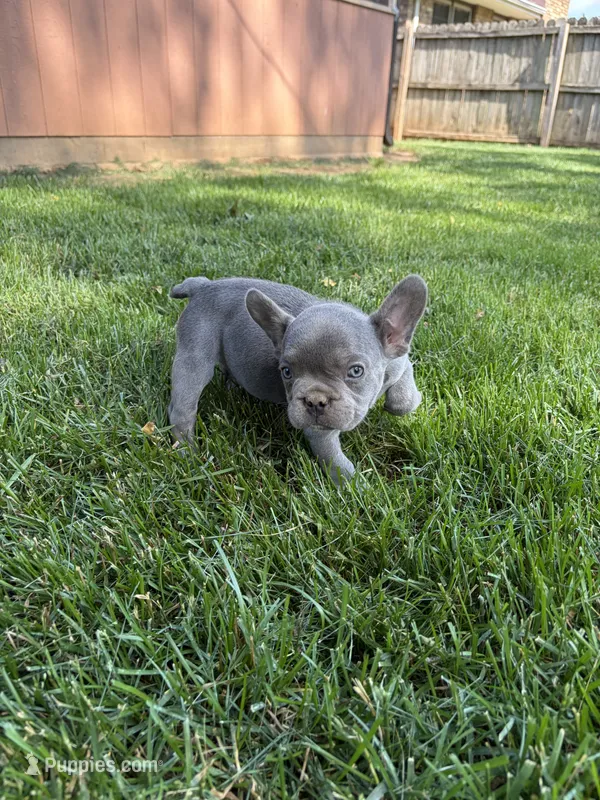 Fat Man – French Bulldog puppy for sale in Springfield, MO