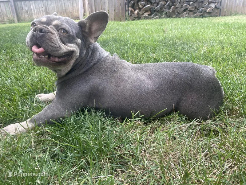 Bella – French Bulldog puppy for sale in Springfield, MO