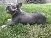 Bella, a female French Bulldog for sale in Springfield, MO – 1 of 7