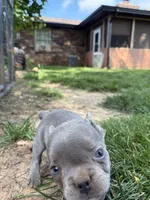 Little Boy, a male French Bulldog for sale in Springfield, MO – 2 of 3