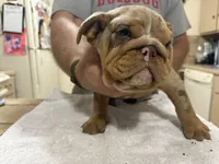 Medussa , a female English Bulldog for sale in Springfield, MO – 2 of 5