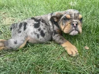 Hoss, a male English Bulldog for sale in Springfield, MO – 3 of 7