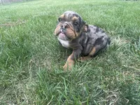 Hoss, a male English Bulldog for sale in Springfield, MO – 4 of 7